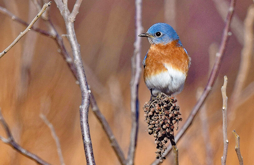 Eastern bluebird